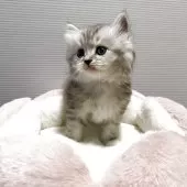 ミヌエット(長足)【栃木県・男の子・2025年10月10日・シルバータビー】の写真6