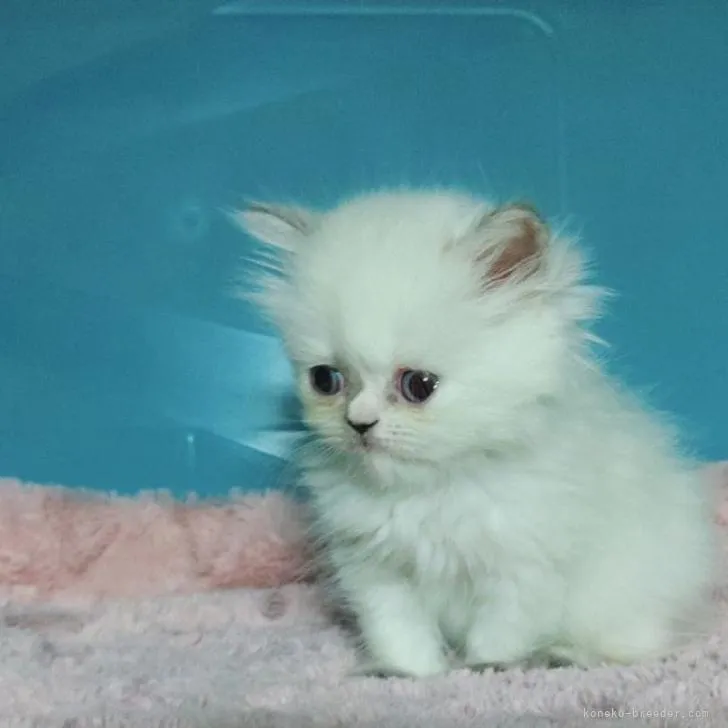 ID：2207-01194の子猫