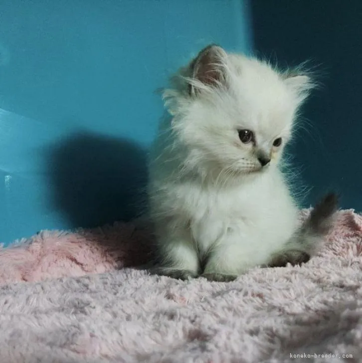 ID：2207-01201の子猫