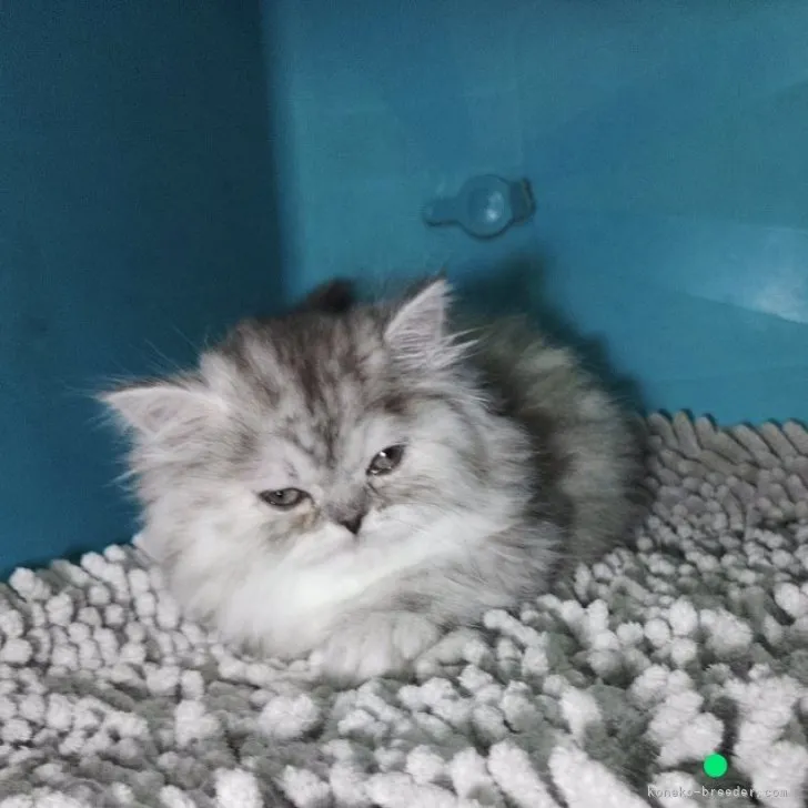 まつこ 様のお迎えした子猫
