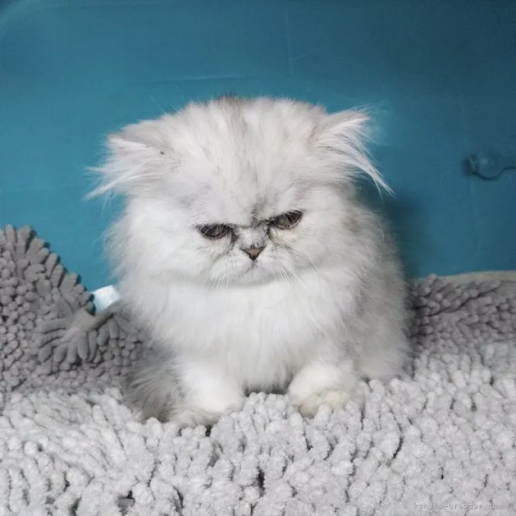 ID：2305-00021の子猫