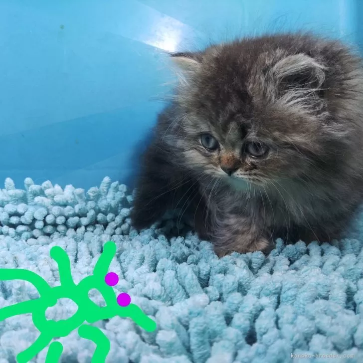 ID:2411-01851の子猫