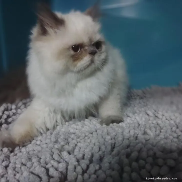 ID:2207-01198の子猫