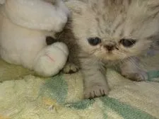 エキゾチックショートヘア【群馬県・男の子・2019年8月18日・シェーデッドシルバー】の写真5