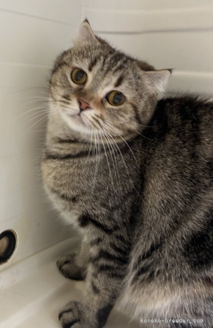 スコティッシュフォールド【・女の子・2021年3月27日・ブラウンパッチドタビー】