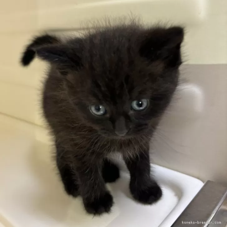 ID:2405-03542の子猫