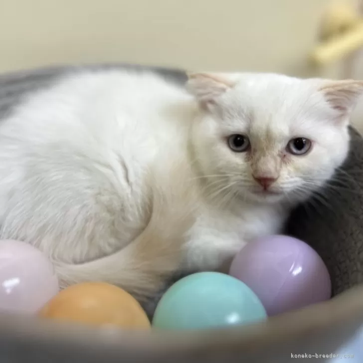 ID：2406-03087の子猫