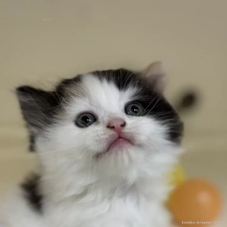 ID：2405-03543の子猫