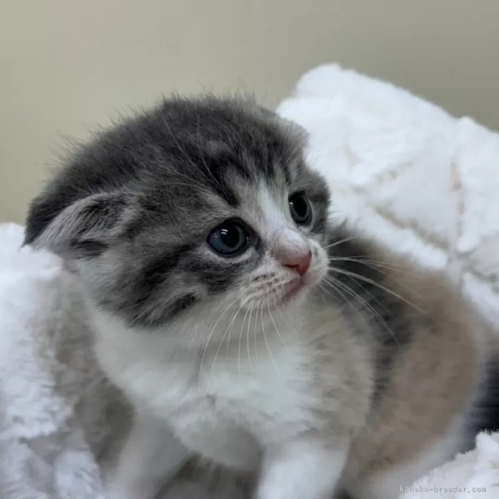 ID：2405-03833の子猫