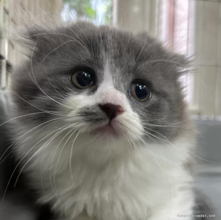 ID：2406-02545の子猫