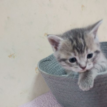 スコティッシュフォールド(立ち耳)【東京都・女の子・2022年11月18日・ブラウンタビー】の写真「PKDクリア」