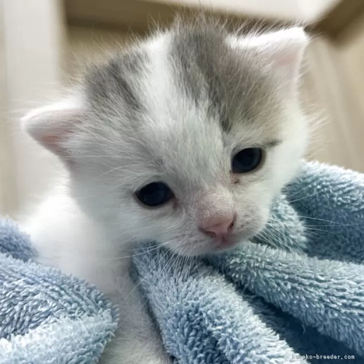 ID:2504-02778の子猫