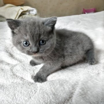 スコティッシュフォールド(立ち耳)【東京都・女の子・2025年6月14日・ブルータビー】の写真「大きくまるい お目目元気もりもり100%」