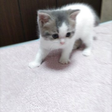 スコティッシュフォールド(立ち耳)【東京都・男の子・2025年5月5日・ブルータビーアンドホワイト】の写真「大きなお目目 輝く瞳元気いっぱい 飛び跳ねてます」