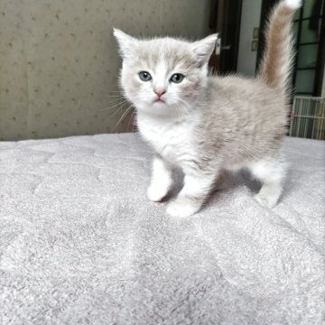 スコティッシュフォールド(立ち耳)【東京都・男の子・2025年5月10日・クリームタビー&ホワイト】の写真「ミルク大好き 元気もりもりです」