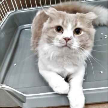 スコティッシュフォールド(折れ耳)【東京都・男の子・2025年1月19日・クリームタビーアンドホワイト（ロングコート）】の写真「とっても性格のいい子です 是非ご対面 ください」