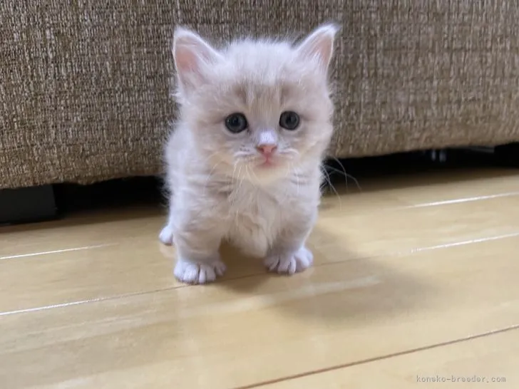 ID：2108-01200の子猫