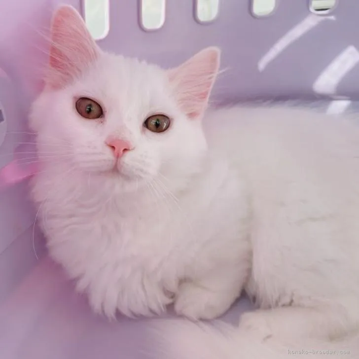 ID:2301-00338の子猫