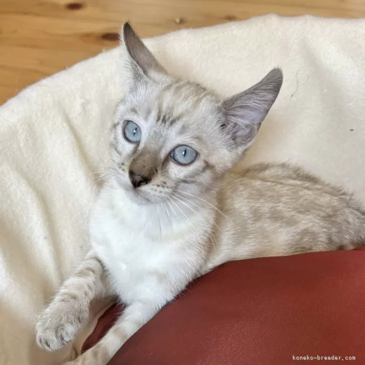 ID:2409-02627の子猫
