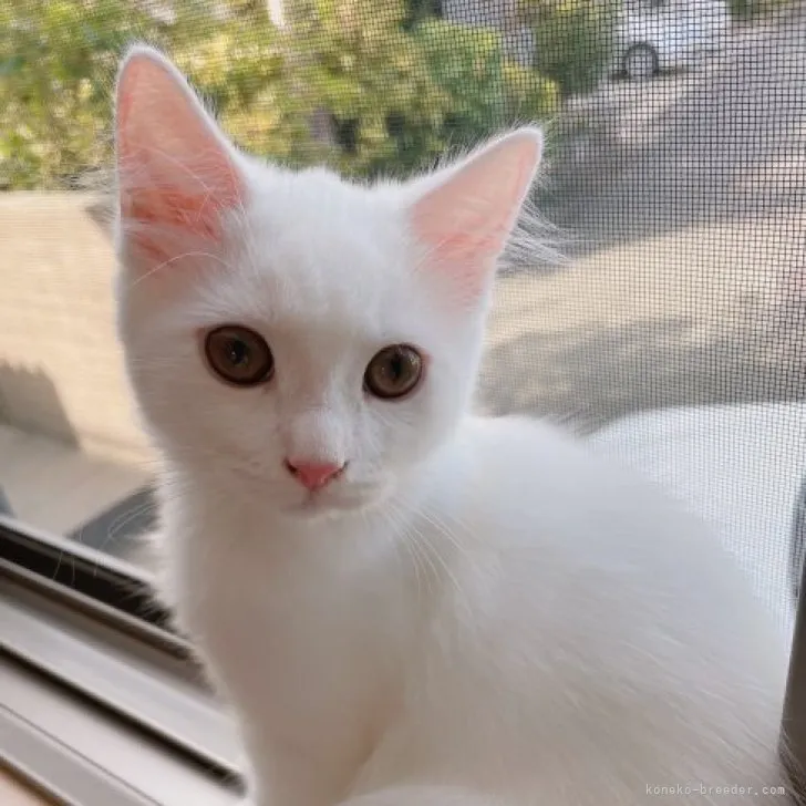 ID：2307-00895の子猫