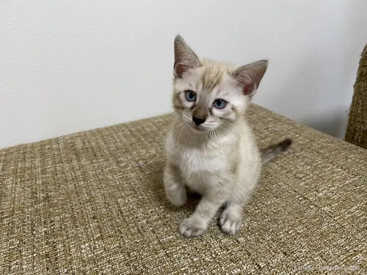 ID：2105-02206の子猫