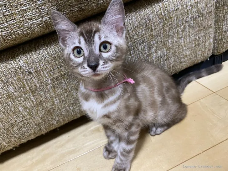 ID:2104-02393の子猫