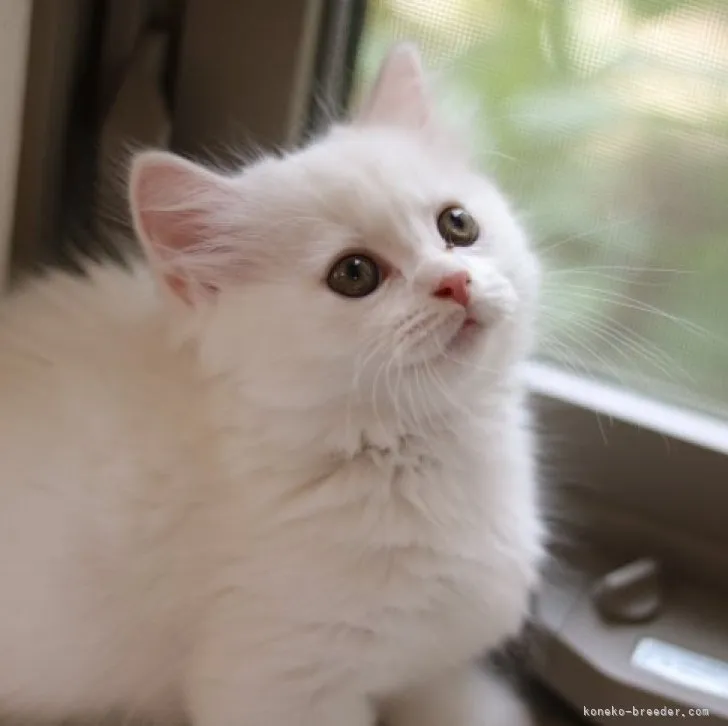 ID:2305-02796の子猫