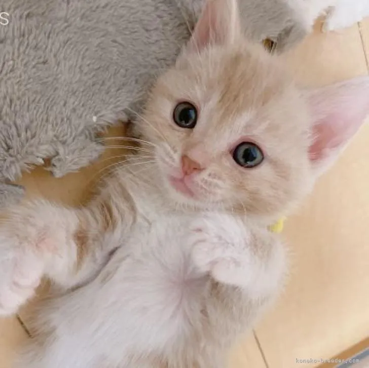 シユウコ 様のお迎えした子猫