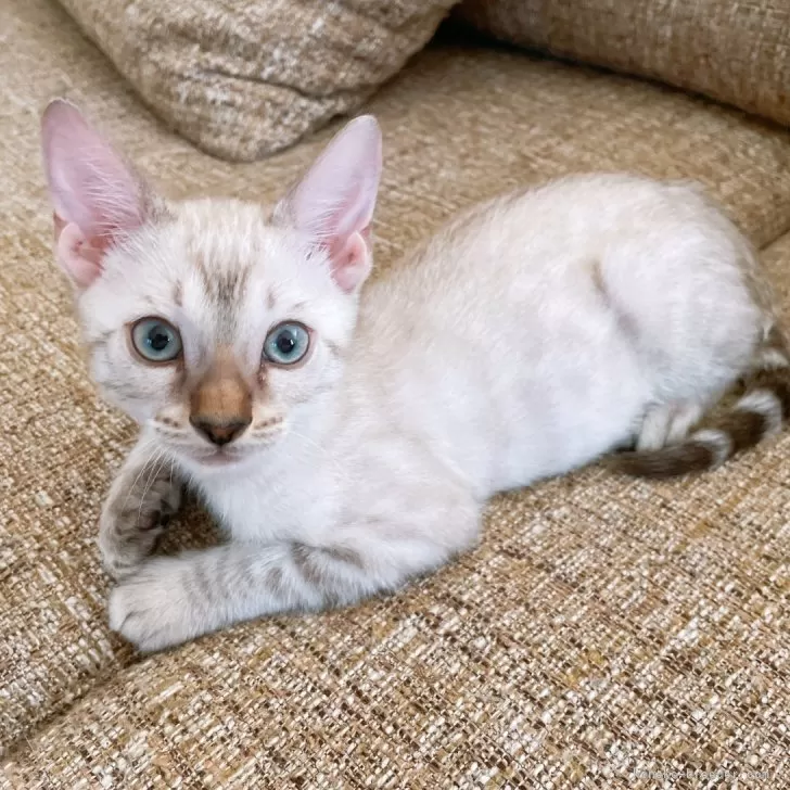 ID:2405-01009の子猫