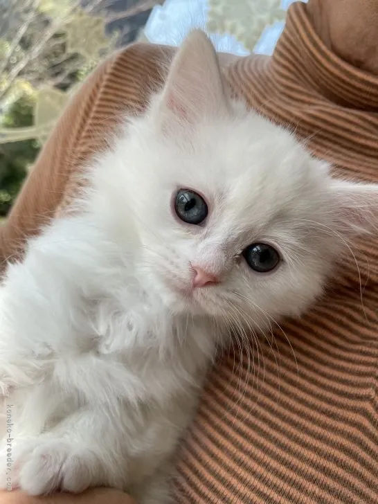 ID:2202-01655の子猫