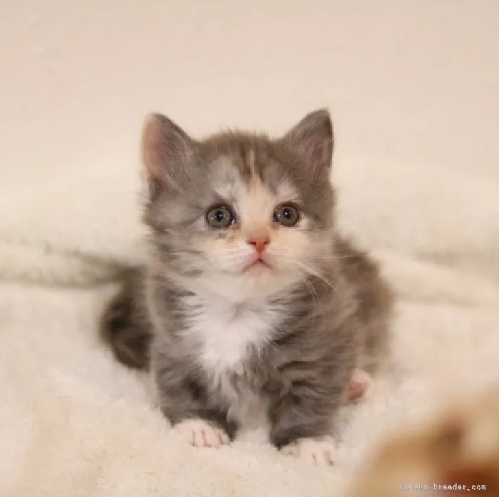 ID:2312-00494の子猫