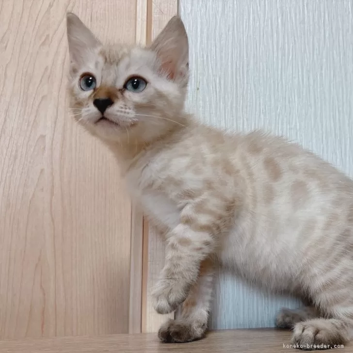ID:2408-02524の子猫