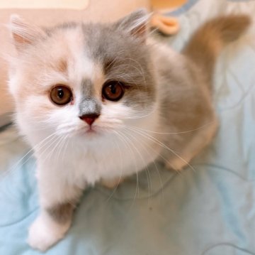 ブリティッシュショートヘア【熊本県・女の子・2024年5月26日・ダイリュートキャリコ】の写真「もこもこのお顔が可愛い‼️」
