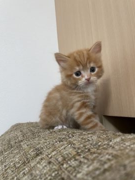 マンチカン(長足)【熊本県・女の子・2021年7月4日・レッドタビー】の写真「とーっても人懐っこい子です💕」