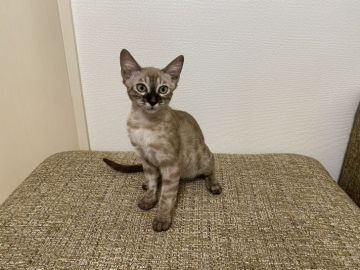 ベンガル【熊本県・男の子・2021年4月2日・シールミンクチャコールスポテッドタビー】の写真「可愛いお顔の男の子💕」
