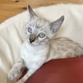 ベンガル【熊本県・男の子・2024年6月11日・シールミンクスポテッドタビー】の写真1