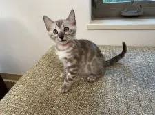 ベンガル【熊本県・男の子・2021年1月31日・シールセピアスポテッドタビー】の写真1