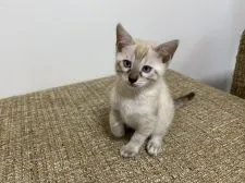 ベンガル【熊本県・女の子・2021年4月2日・シールリンクススポテッドタビー】の写真1