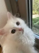 マンチカン(長足)【熊本県・女の子・2021年7月4日・ホワイト】の写真1「窓際にて目がわかりやすいです。」