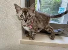 ベンガル【熊本県・女の子・2021年1月31日・スノーセピア】の写真2