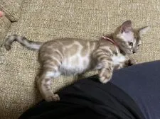 ベンガル【熊本県・女の子・2021年1月31日・スノーセピア】の写真3