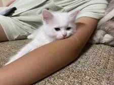 マンチカン(長足)【熊本県・女の子・2021年7月4日・ホワイト】の写真4