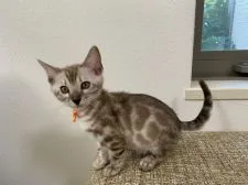 ベンガル【熊本県・男の子・2021年1月31日・シールセピアスポテッドタビー】の写真4