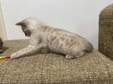 ベンガル【熊本県・女の子・2021年4月2日・シールリンクススポテッドタビー】の写真4