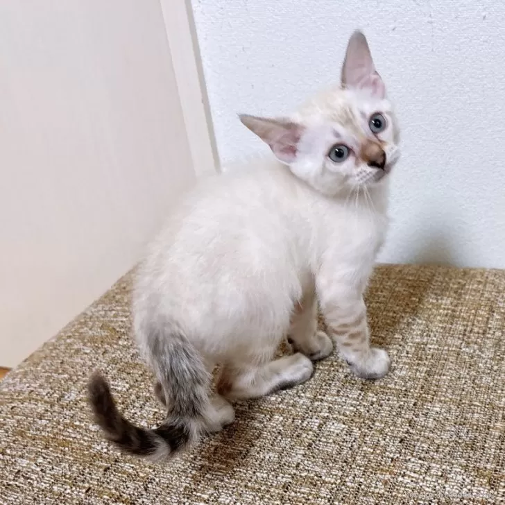 ID：2506-01275の子猫