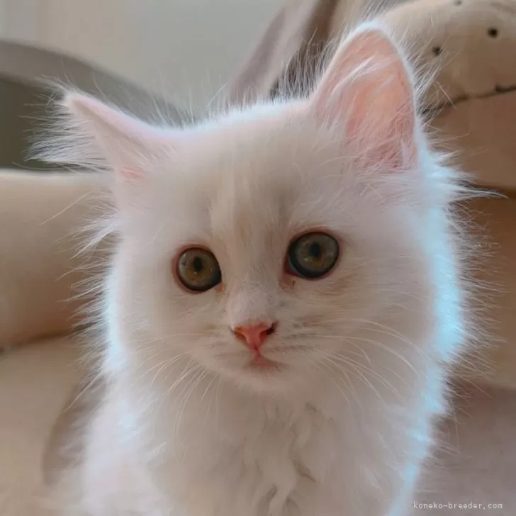 ID：2503-01538の子猫
