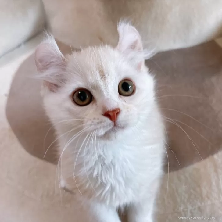 ID:2504-02324の子猫