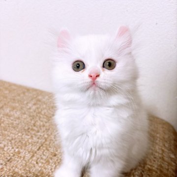 キンカロー【熊本県・女の子・2025年1月13日・ホワイト】の写真「お顔が可愛すぎる‼︎」