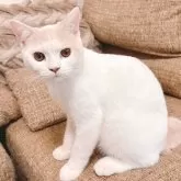 ブリティッシュショートヘア