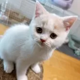 ブリティッシュショートヘア